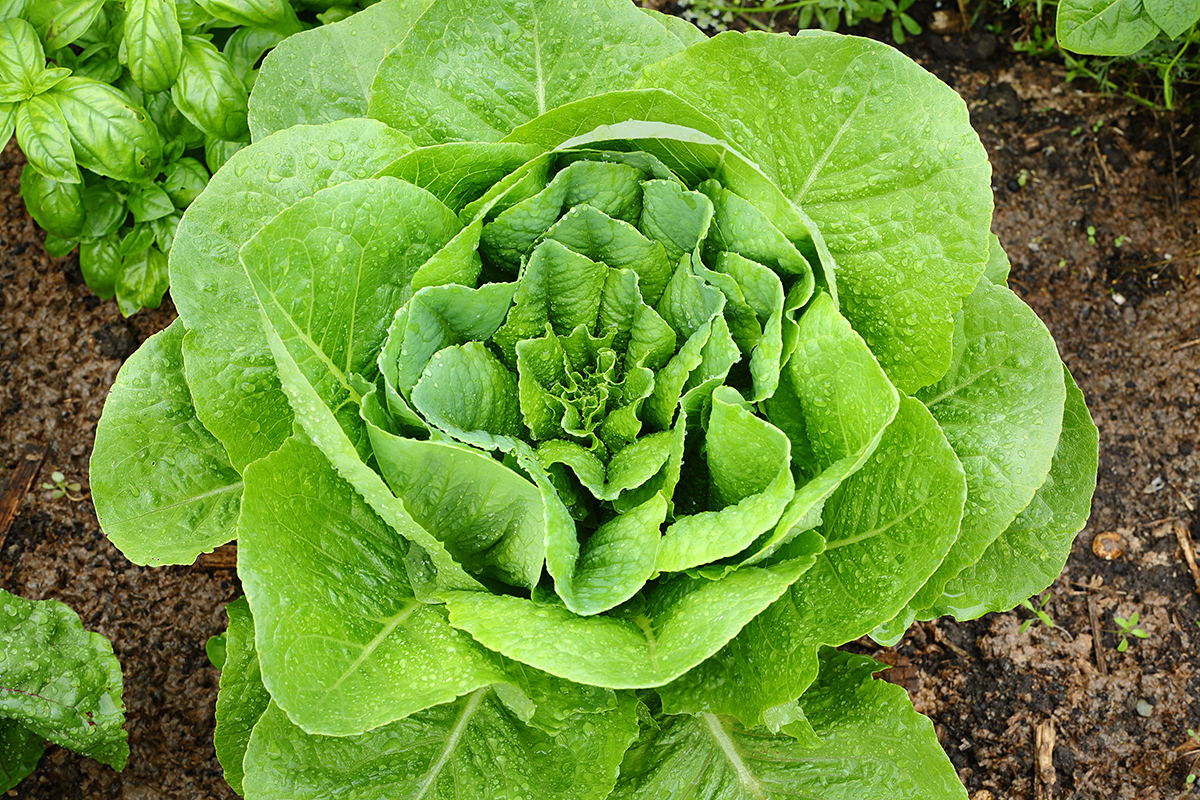 Microbial Risk Mapping FDA sets 10-point Cyclospora plan after lettuce outbreak
