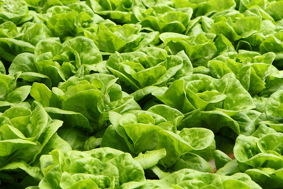 APHIS expands risk-based sampling for Mexican lettuce imports