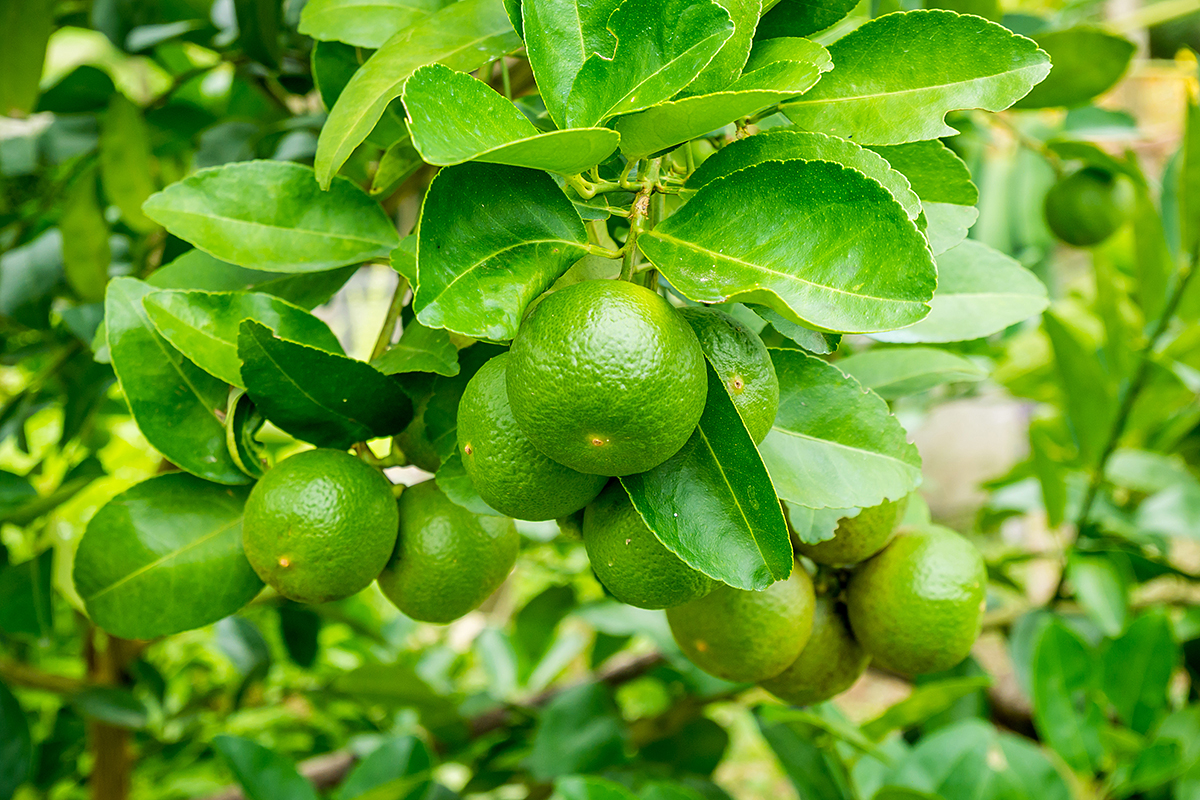 "We exporteren wereldwijd jaarlijks meer dan 2.000 ton Vietnamese limes"