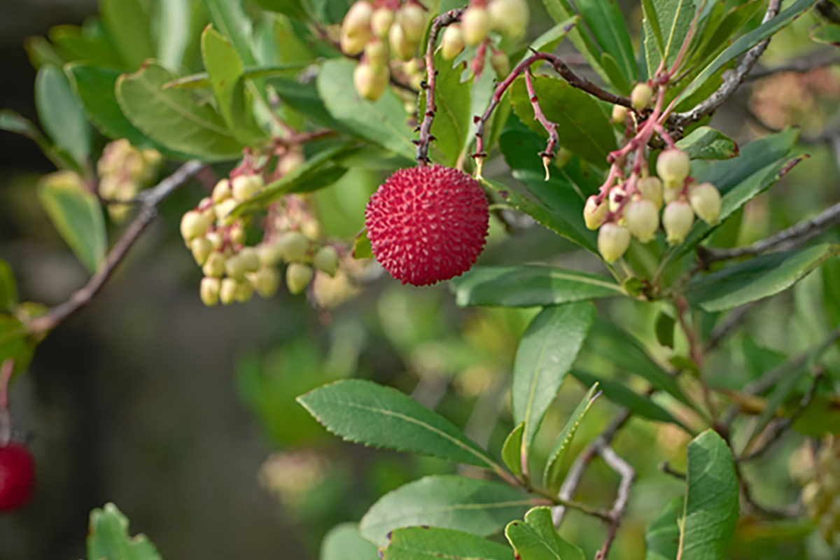 Мango в Малде растет, а личи ухудшаются