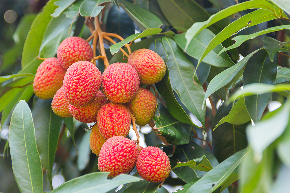 Guangzhou lychee exports up 18%