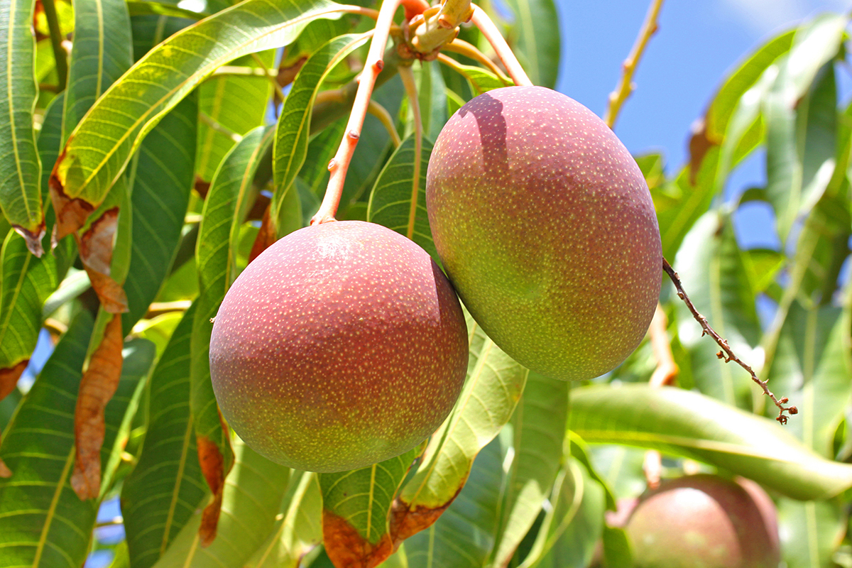 Бангладеш поставит рекордный урожай манго в сезоне 2025–2026