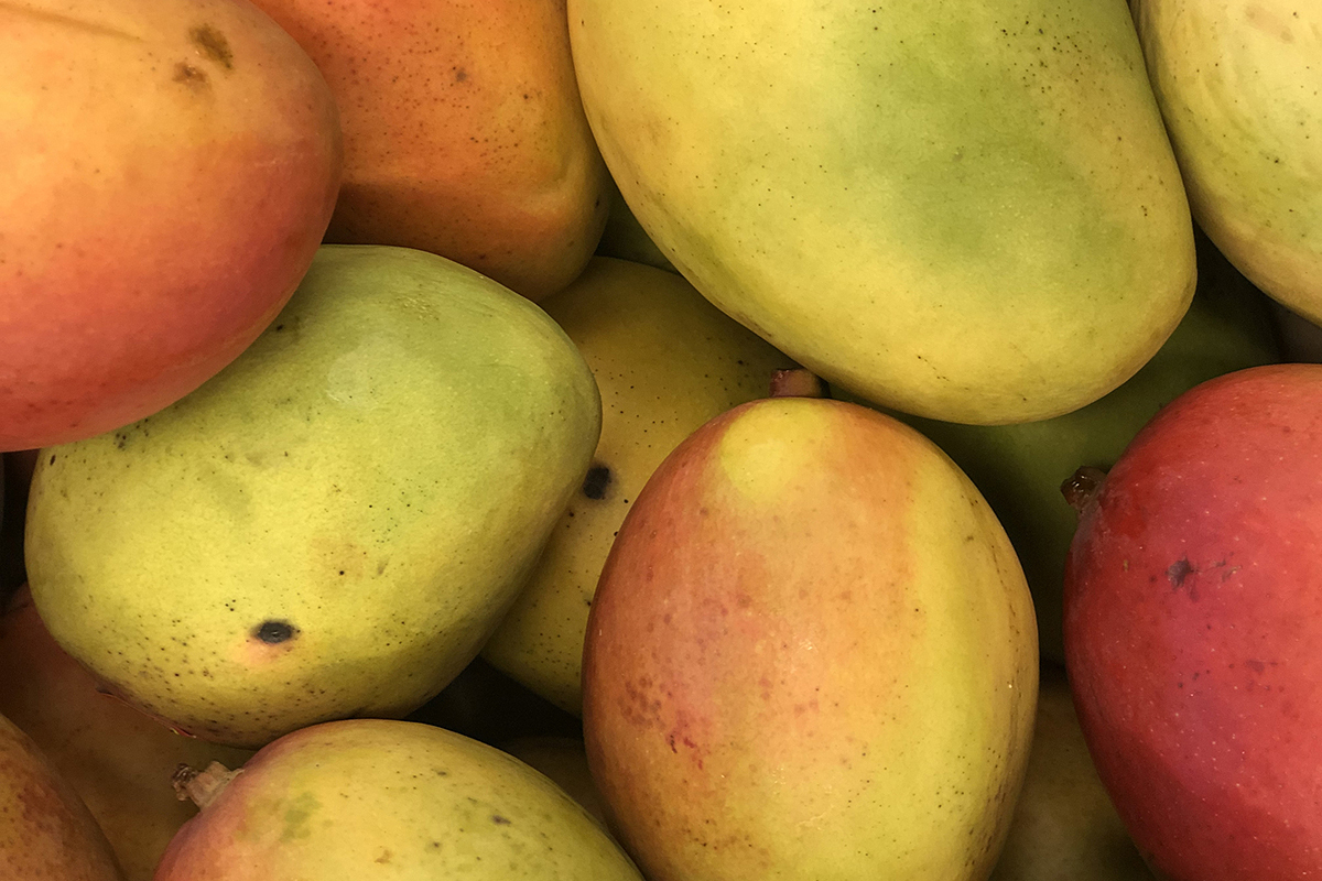 Nigeriaanse mangotelers mikken op Europese markt