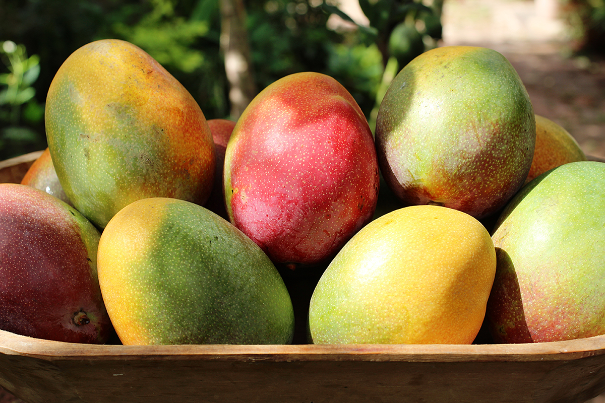 Spaanse Trops neemt Micoma over