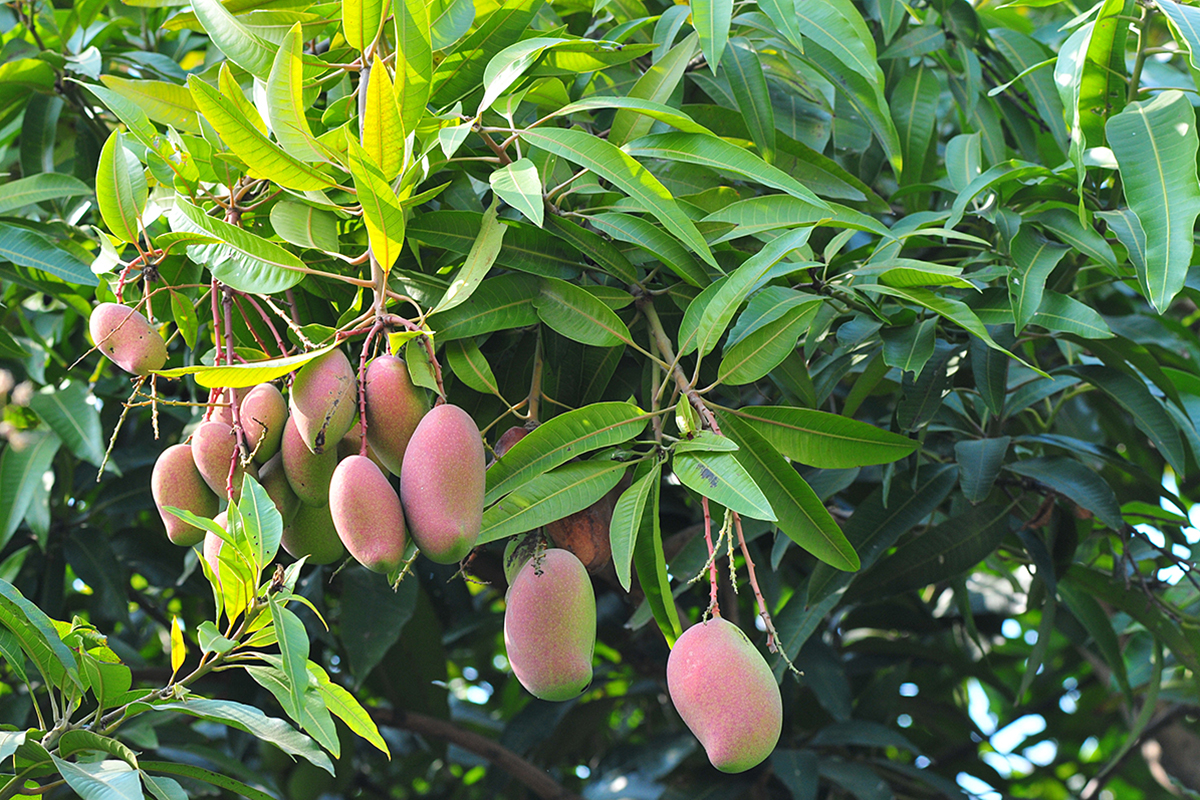 Дожди в Индии улучшили прогноз урожая манго