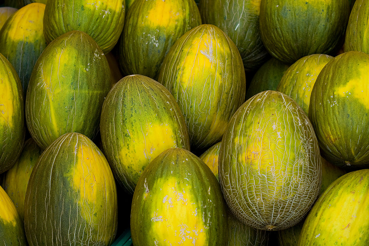 Nederland derde meloenleverancier in EU, ondanks 13% exportdaling in tien jaar