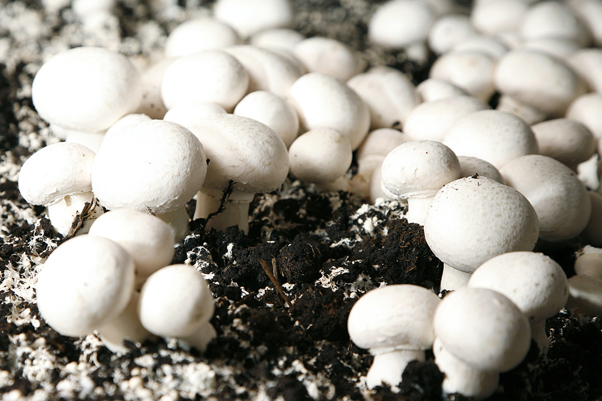 Oekraïense champignonteler breidt export en productie uit