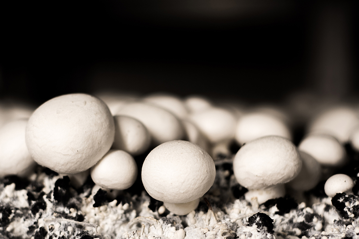 Supermarktoorlog drukt Vlaamse champignonsector verder terug