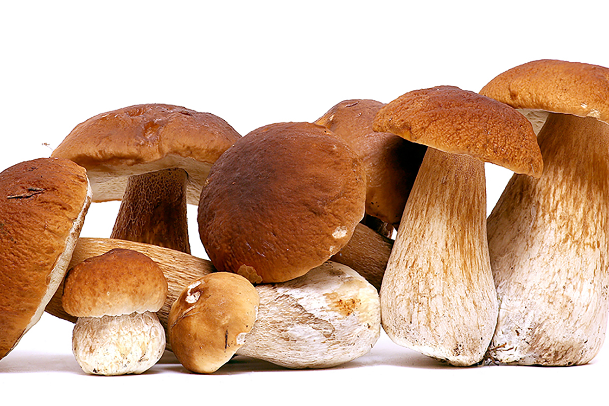 California mushroom growers champion local cultivation bill - Vimarsana News