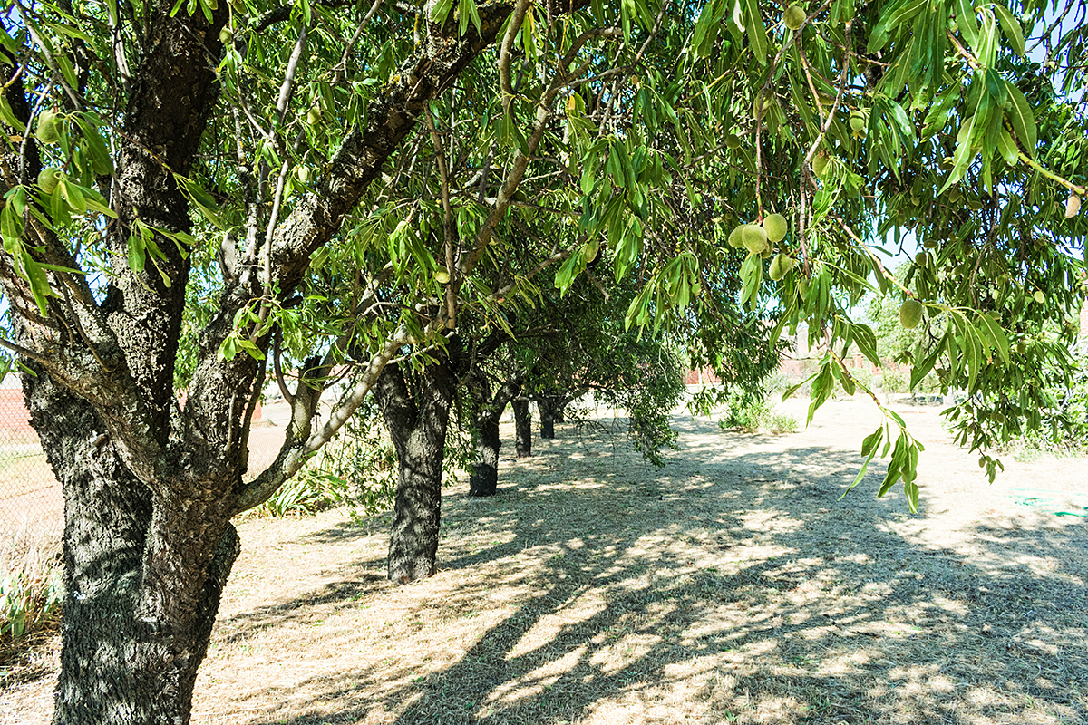 Ограничения на воду в Калифорнии приводят к выкорчевыванию миндальных плантаций
