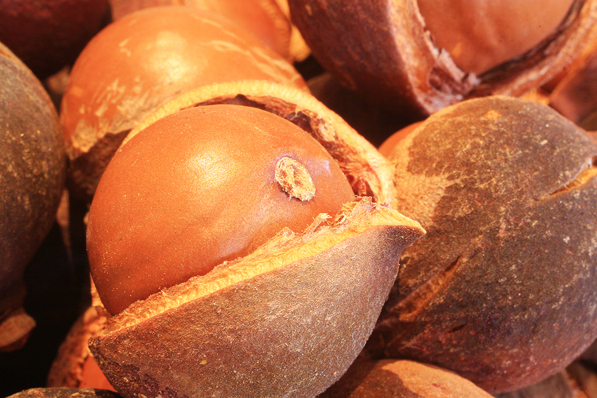 Кения нацелилась на Индию для экспорта макадамии