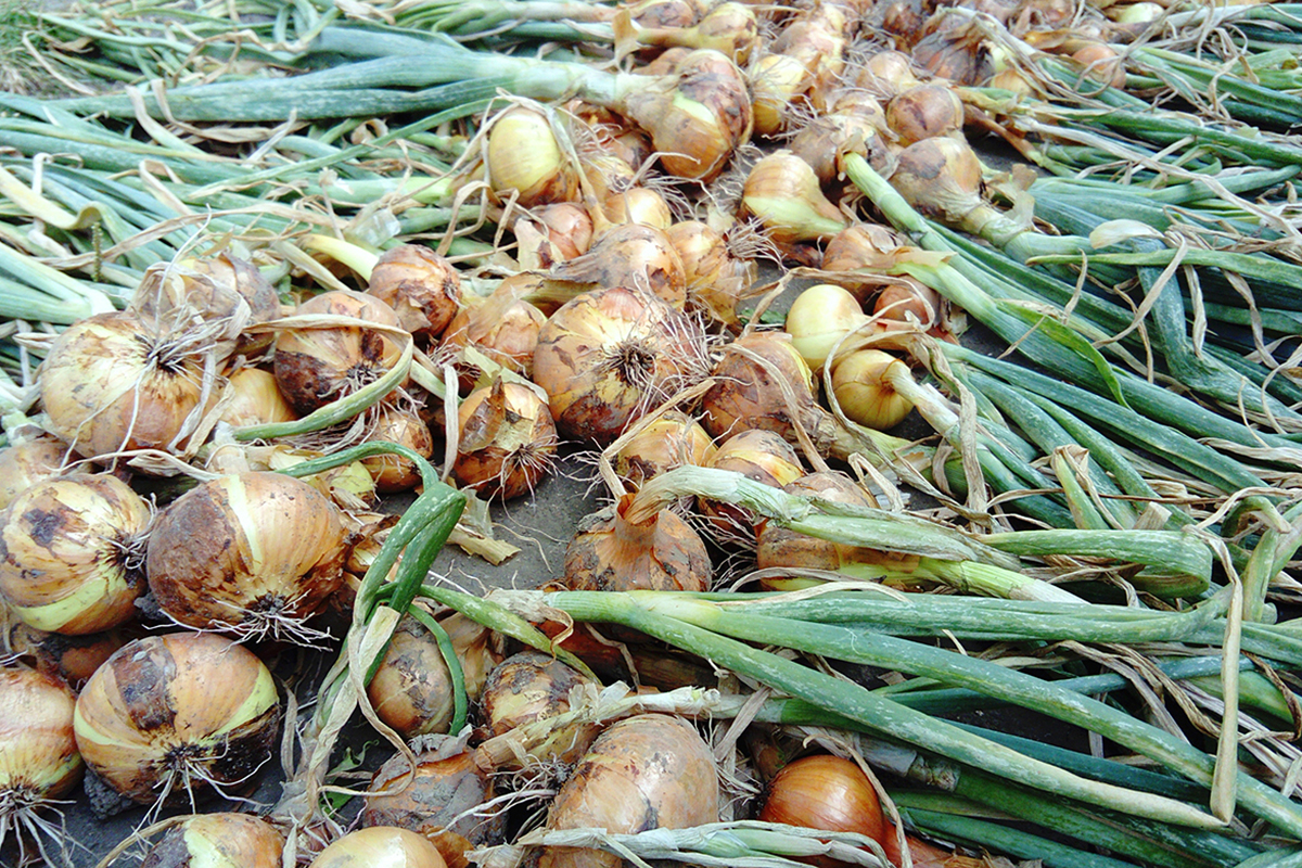 Maleisië streeft naar 30% lagere uienimport