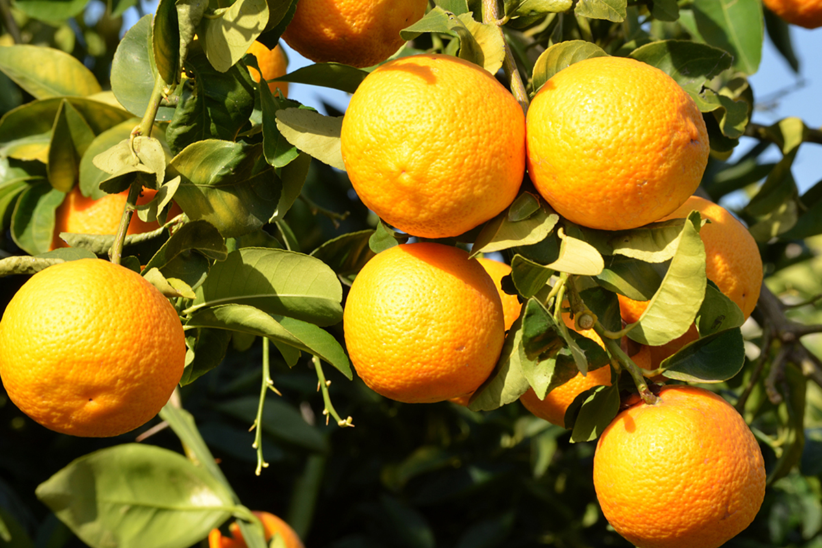 США разрабатывают робота для сбора цитрусовых