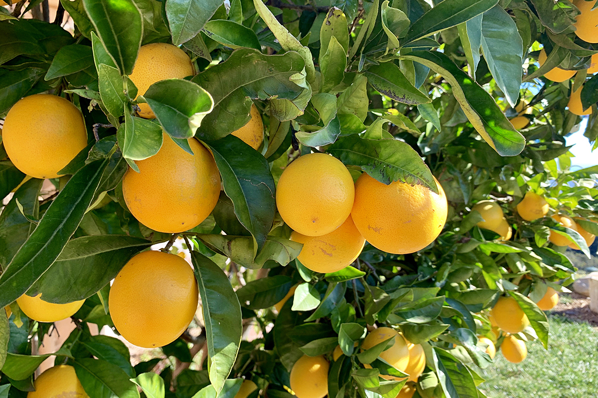 Египет экспортировал более 2,2 млн тонн цитрусов в 2025 году