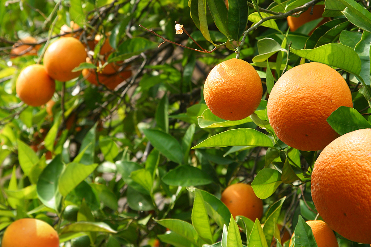 Zuid-Afrikaanse citrusexport groeit 22%