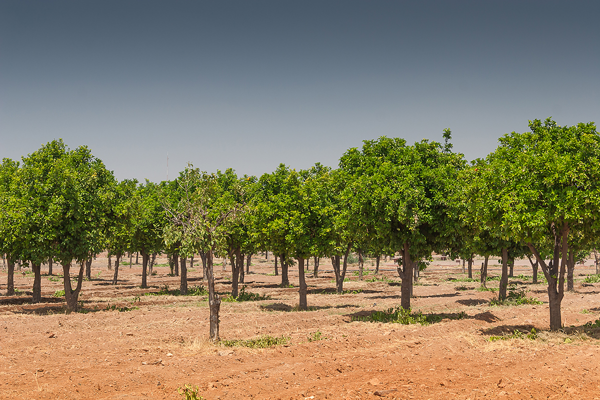 Дrought в Флориде: как фермеры спасают цитрусовые