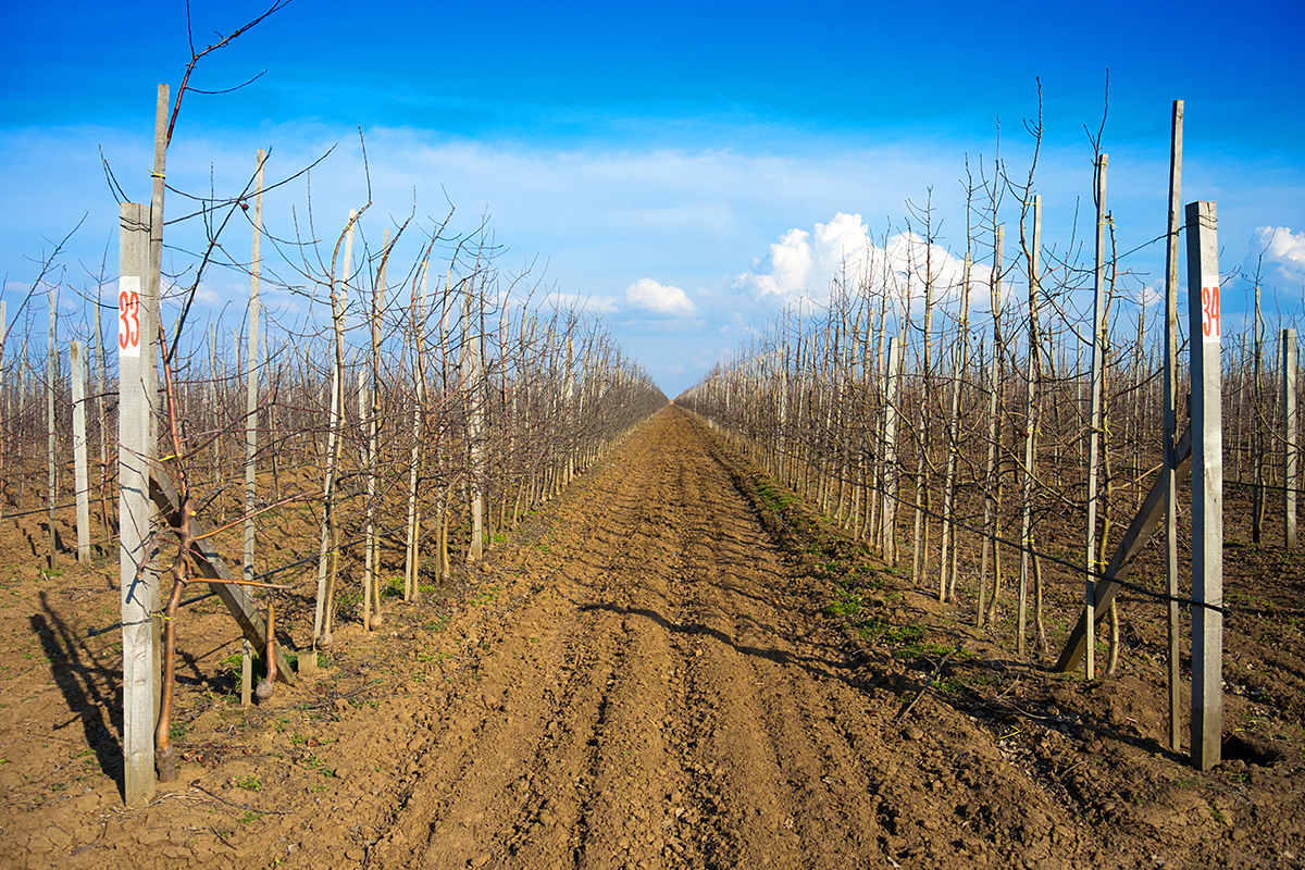 В Казахстане начат проект по садоводству и семеноводству