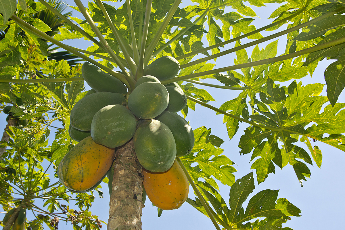 Hevige regenval verstoort papayateelt in noordoost-Brazilië