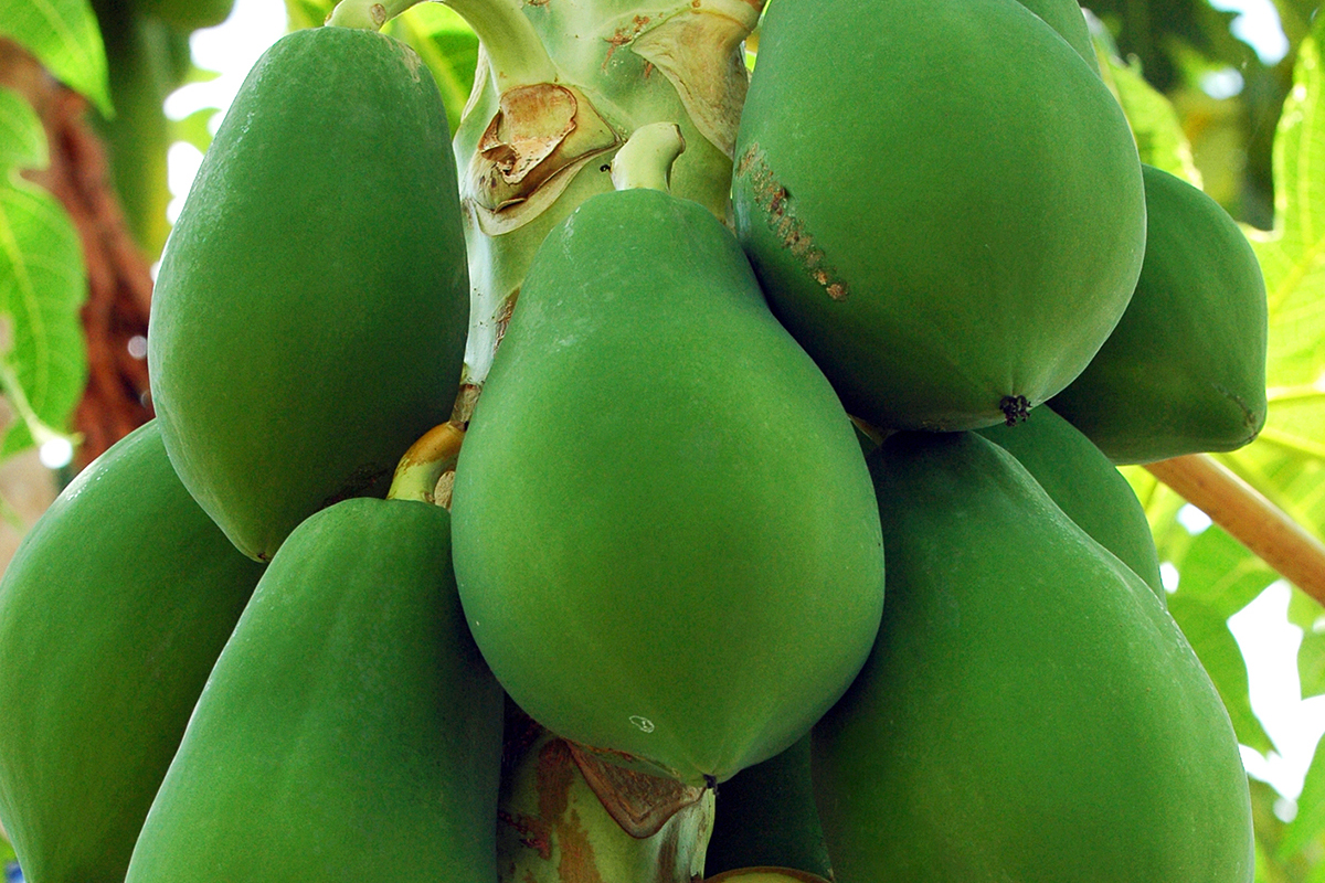 West Virginia awards $321,660 in specialty crop grants