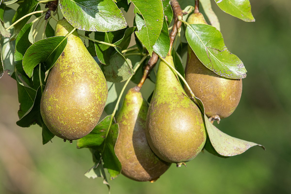 U.S. pear growers face pressure from Argentine imports