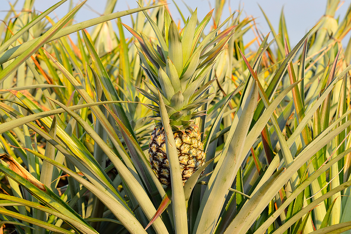 Antigua and Barbuda expands pineapple cultivation and utilizes ...
