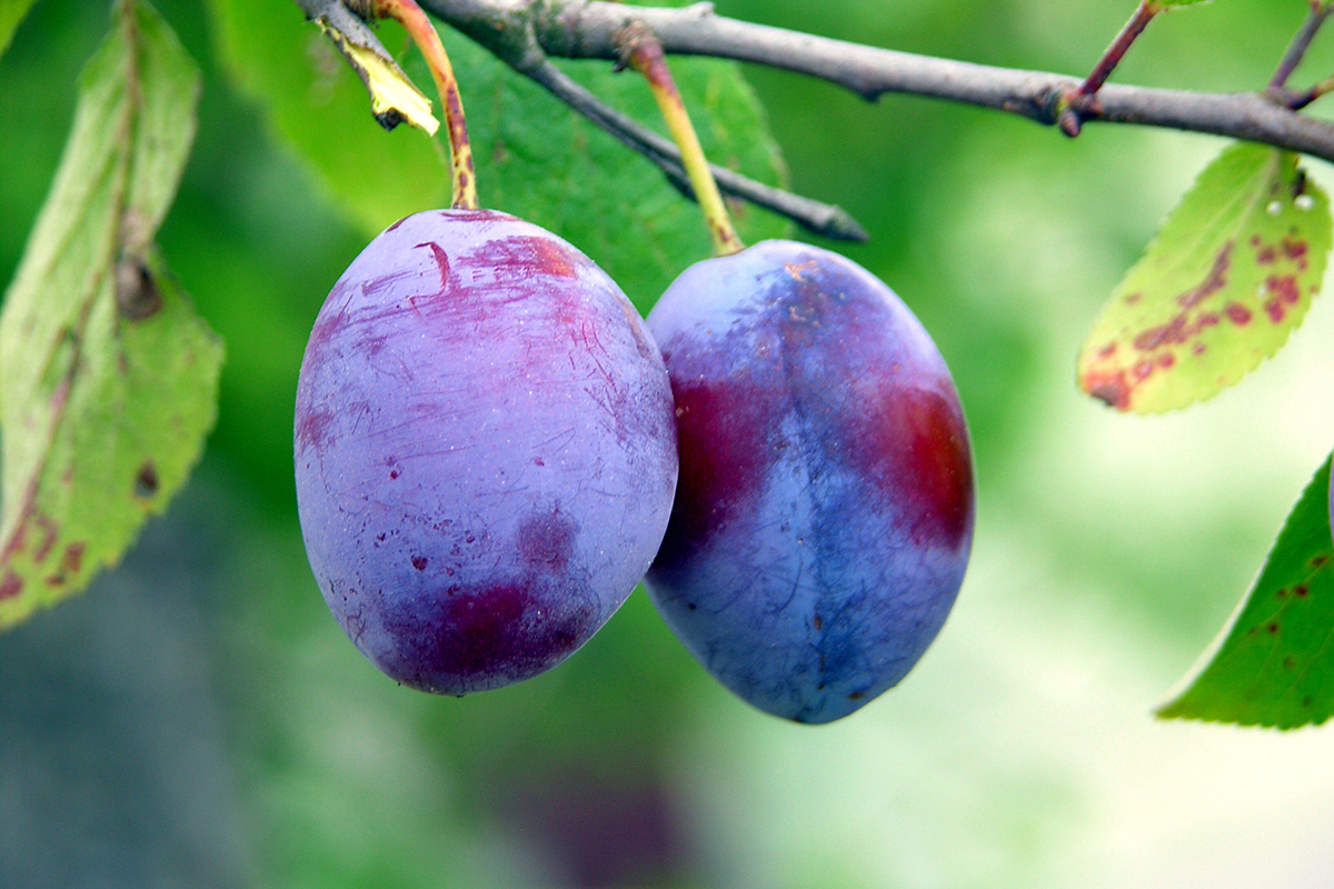 Exportquota voor Moldavische druiven, appels, pruimen en kersen naar EU nog niet uitgeput
