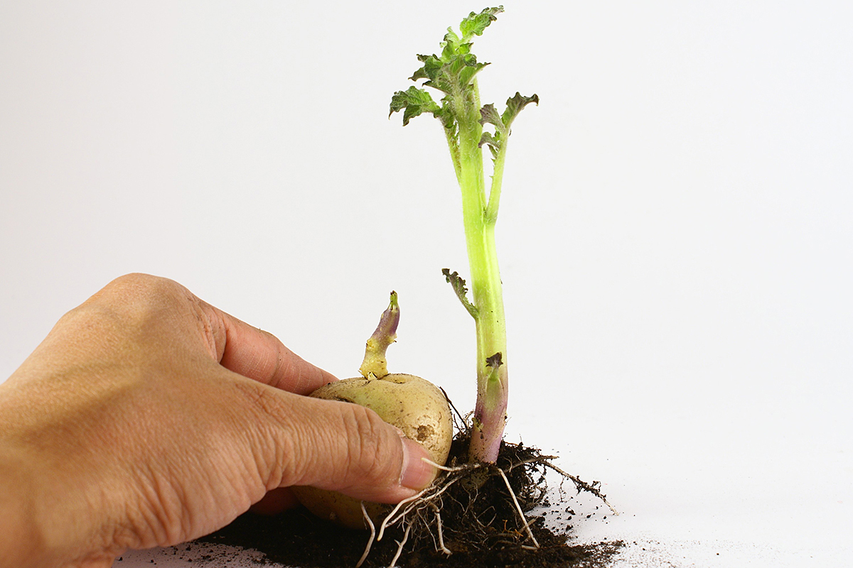 Фиджи раздаёт семена и саженцы фермерам