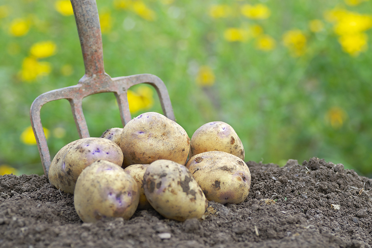 Europese aardappelen: van schaartse naar overschot
