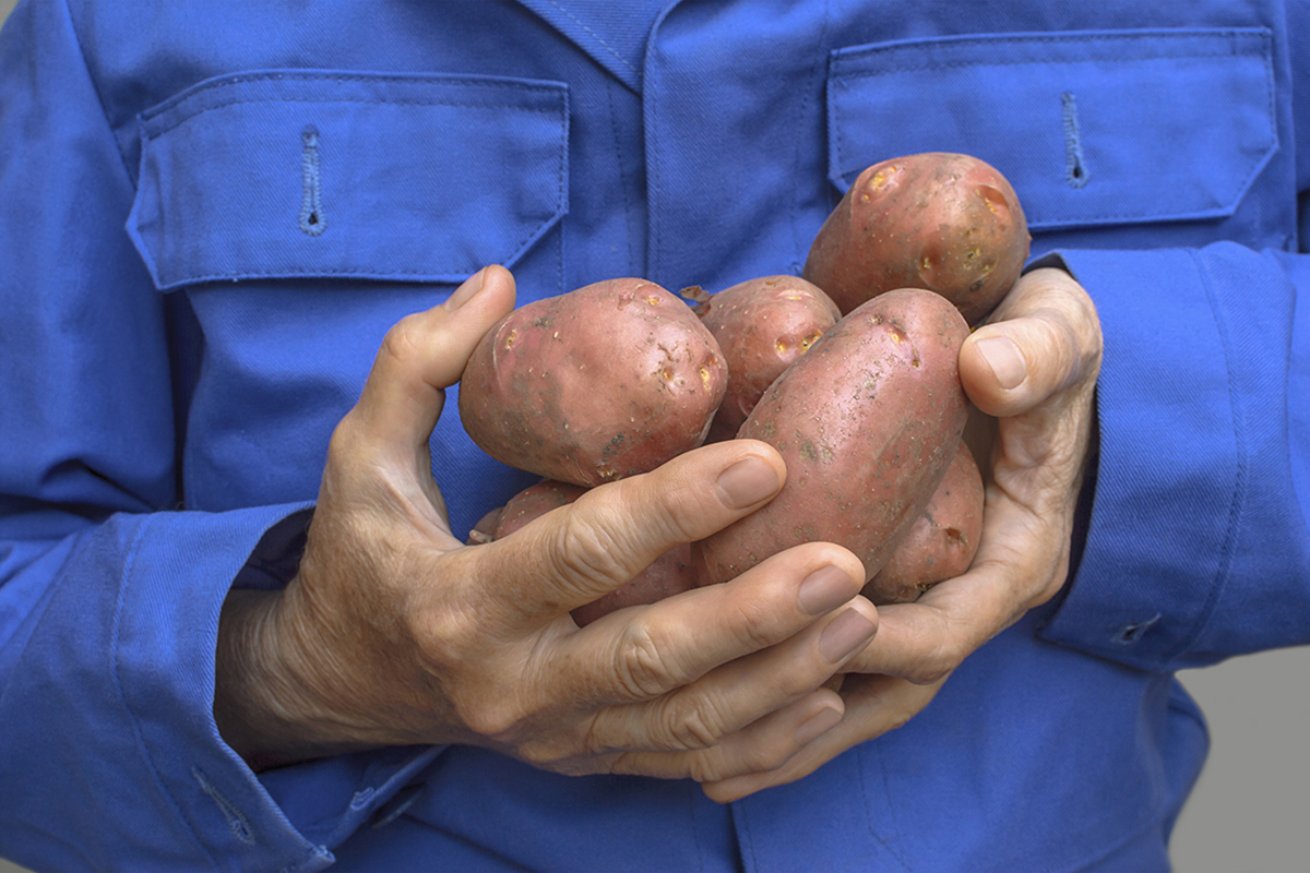 Zeer lage aardappelprijzen in Moldavië en Oekraïne