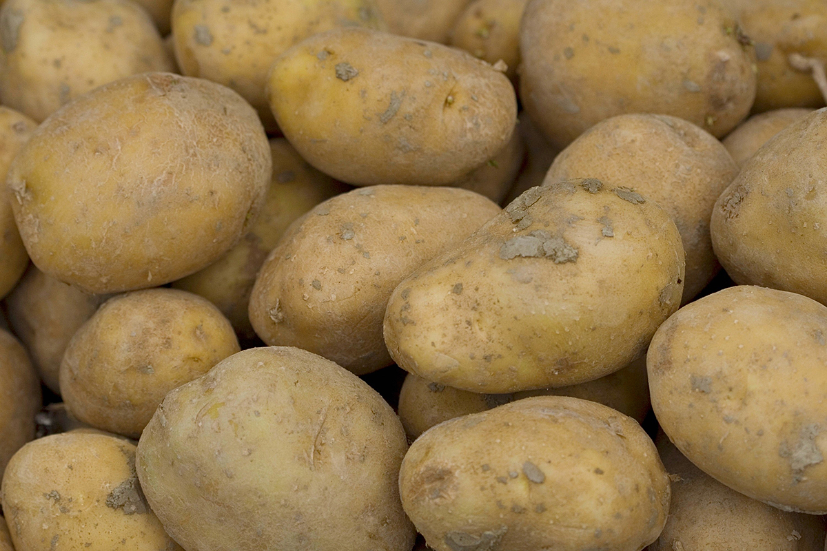 Pootaardappelproject Bangladesh 65% duurder