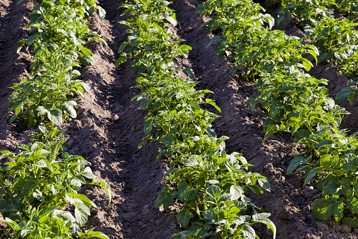 Vietnam breidt winter-lenteteelt van aardappelen uit via contractmodellen