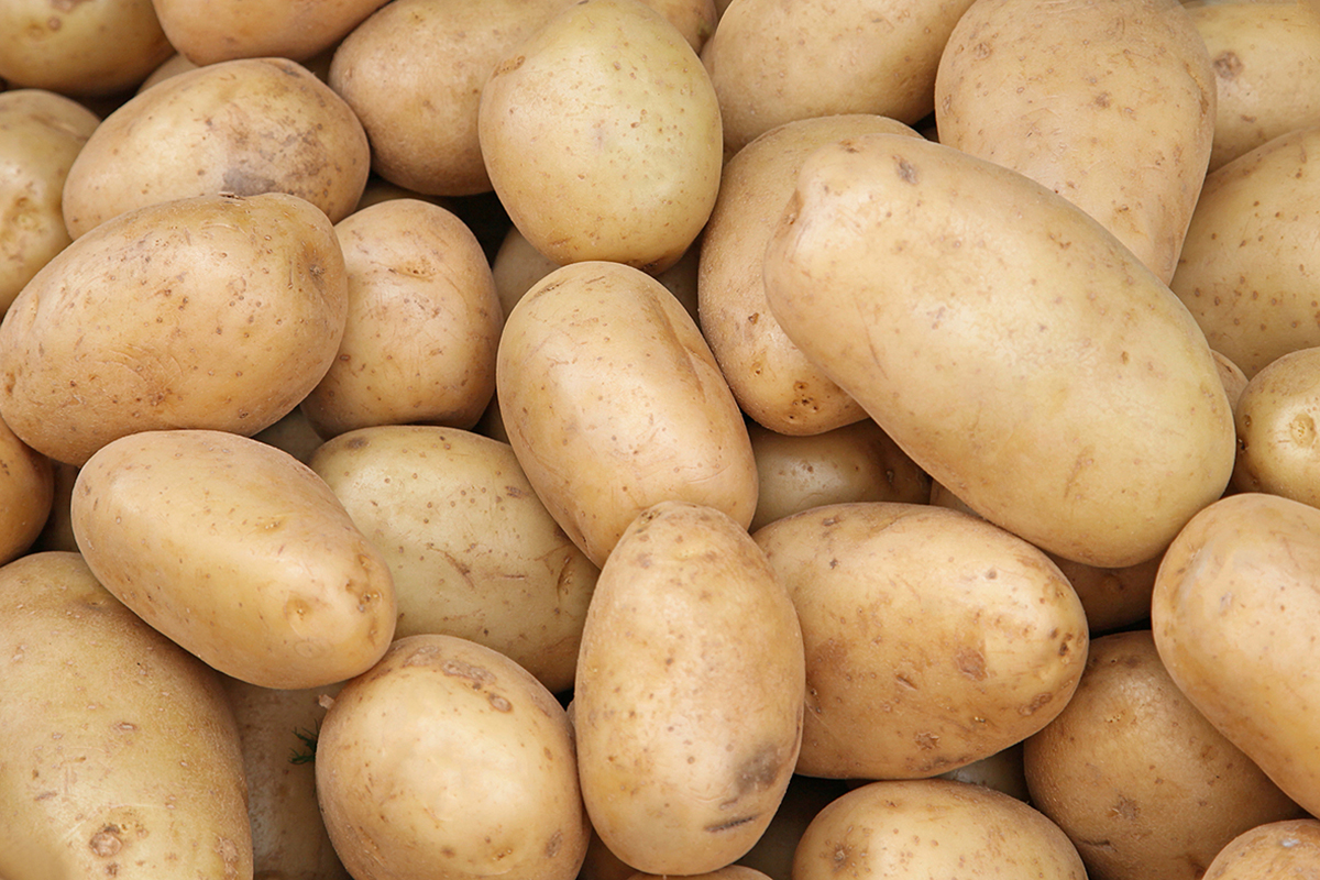 Rusland verlengt importquota pootaardappelen voor 2026