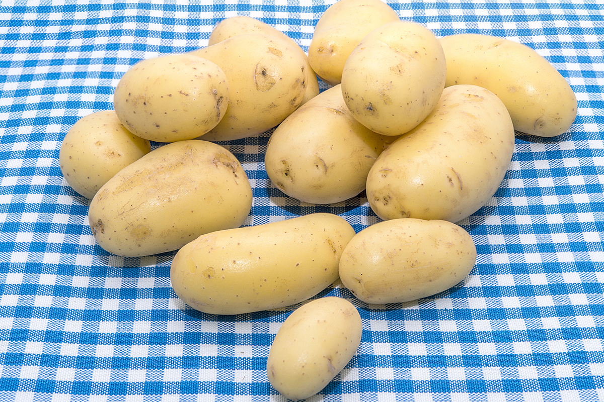 Michigan's potato supply chain boasts a $2.5 billion impact - Vimarsana News
