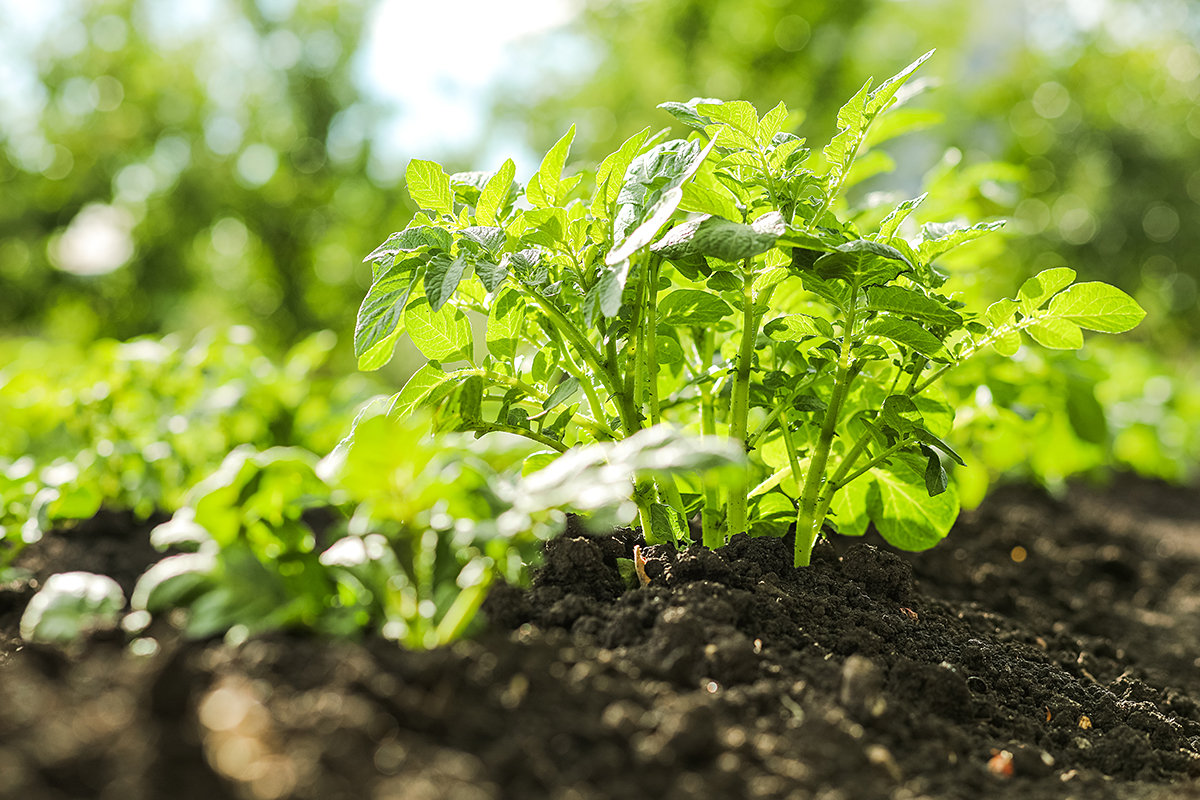 Lage aardappelprijzen Bangladesh weerspiegelen mondiaal probleem