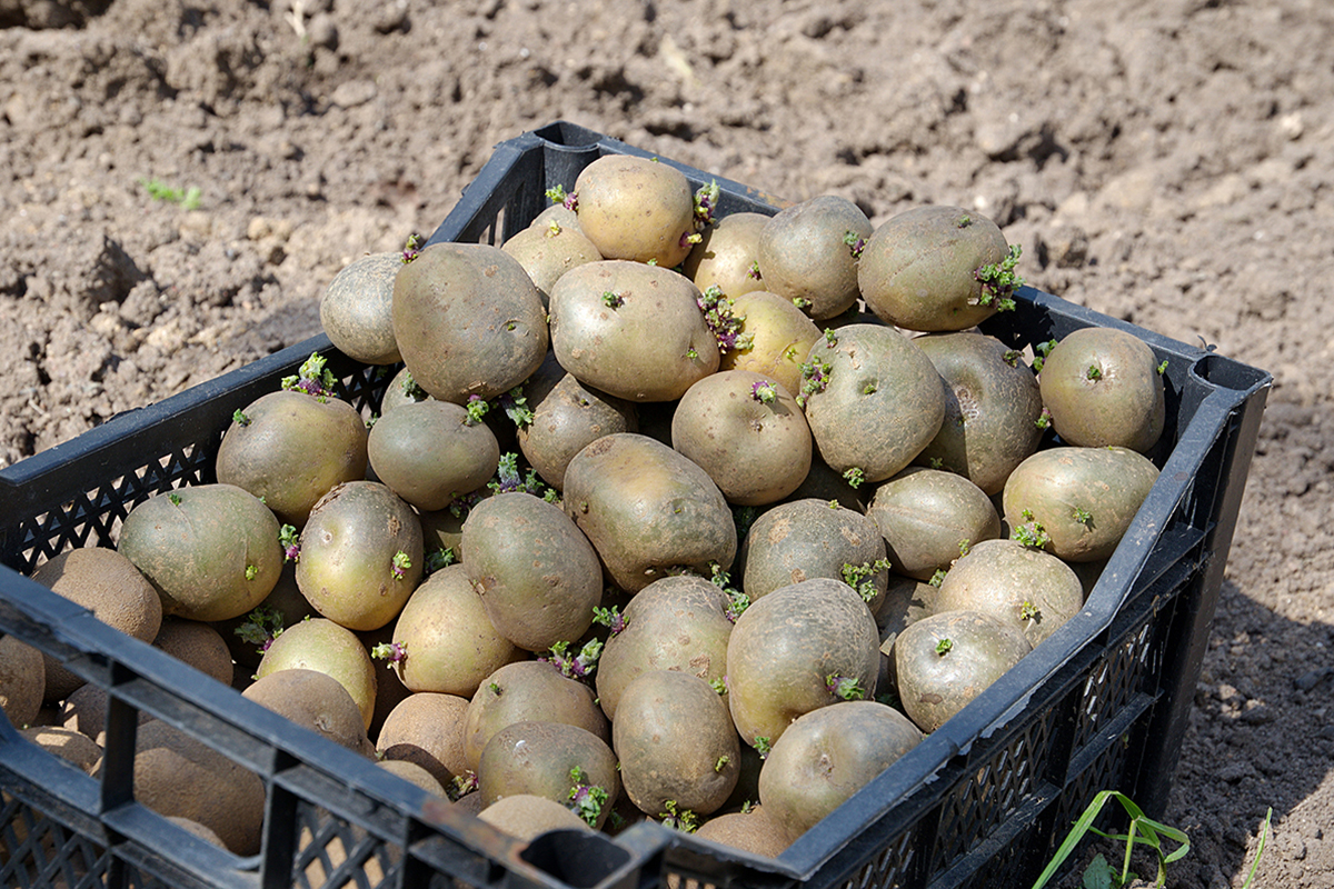 Potato Fp Nematode crisis threatens Sa Pobla potato farming
