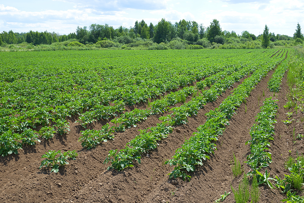 Potato Fp Canada outlines 2040 outlook for potato production