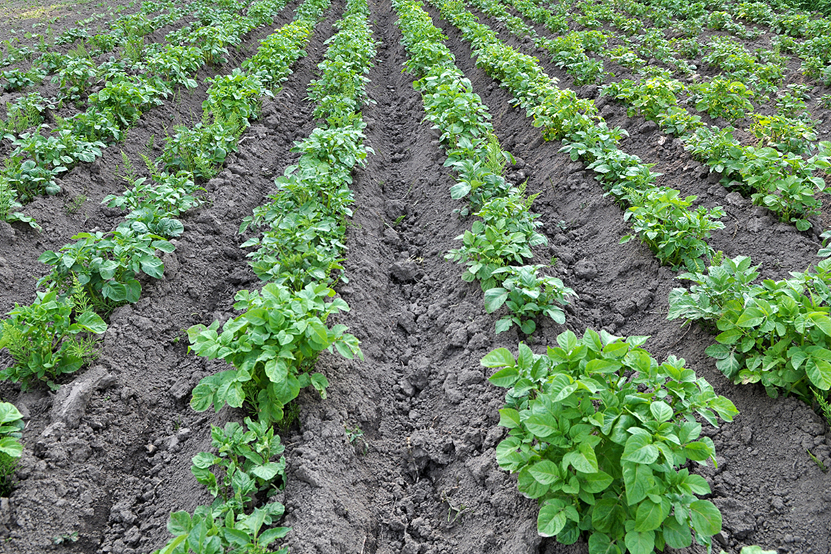 Cuba stimuleert binnenlandse pootgoedteelt