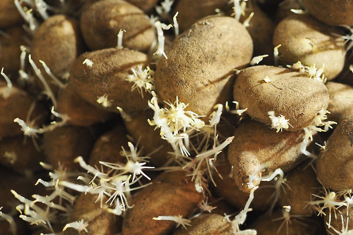 Potato Fp Ukrainian farmers begin spring planting and expand potato and vegetable ...