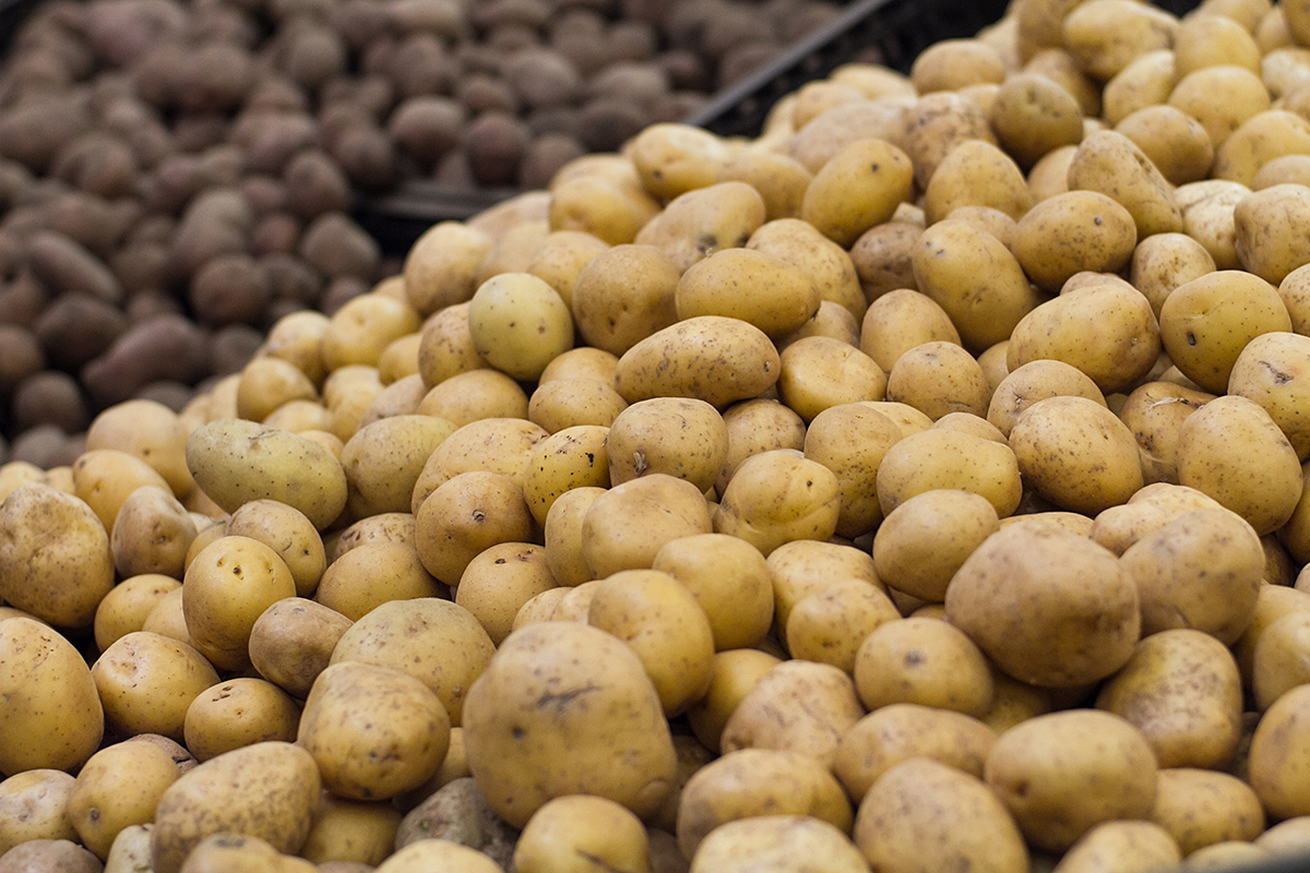 Potato Fp Peru to supply 600 tons of native potatoes to snack industry