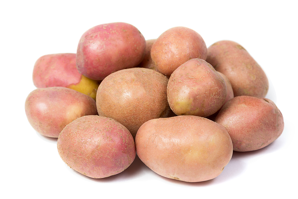 Potato Fp Uzbek companies secure $8M in export deals at Pakistan exhibition