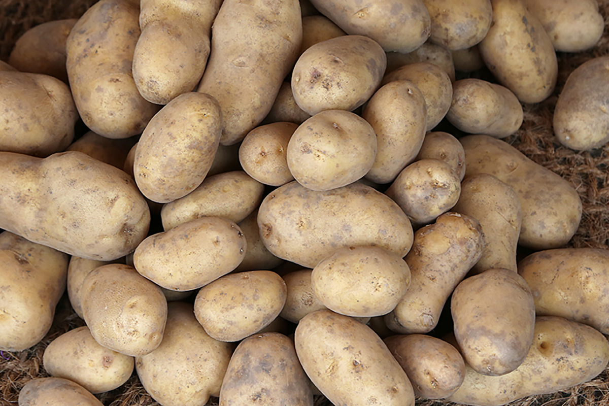 Potato Fp No potato price hike expected in Kyrgyzstan