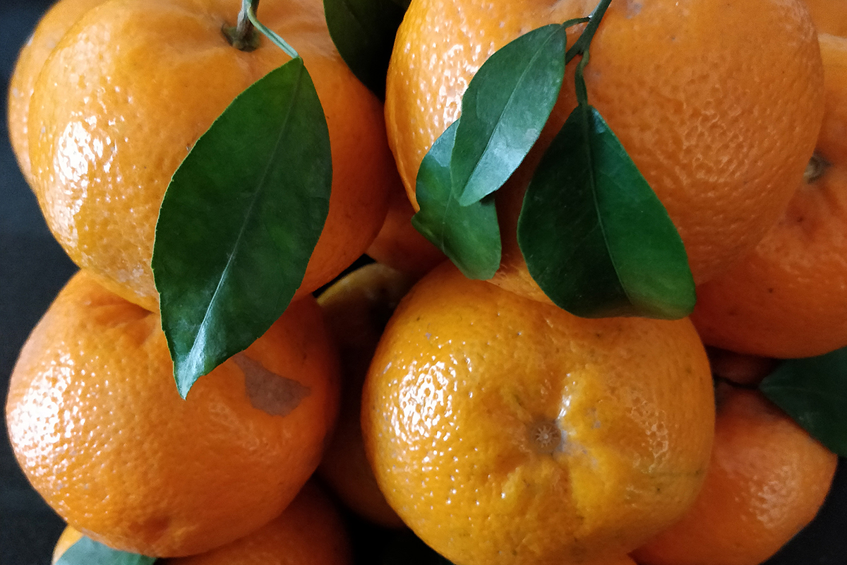 Turkse citrusexport 41% gestegen