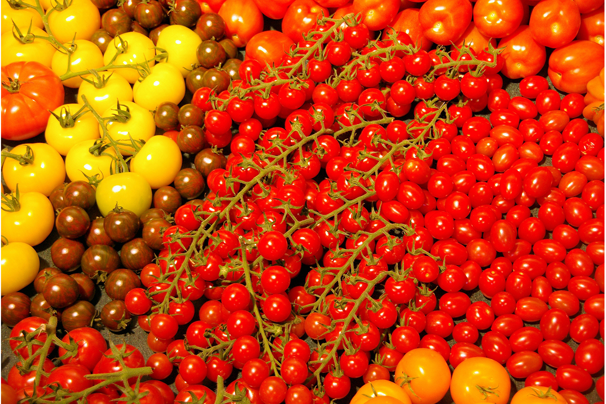 Tomato and potato prices drop in Ukraine