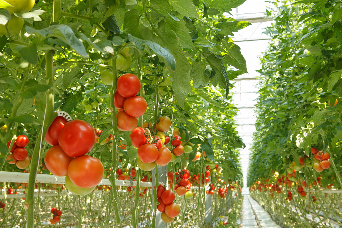 Greenhouse farming expands in Ukraine