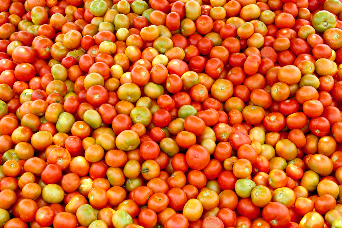 Alabama backs tomato tariff as - Tomato FP Img 0018