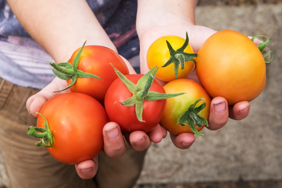 Extremadura faces its worst tomato season in years