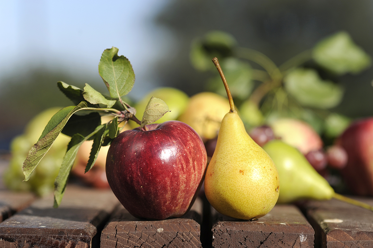 Органическое сельское хозяйство на северо-западе США: рост и проблемы