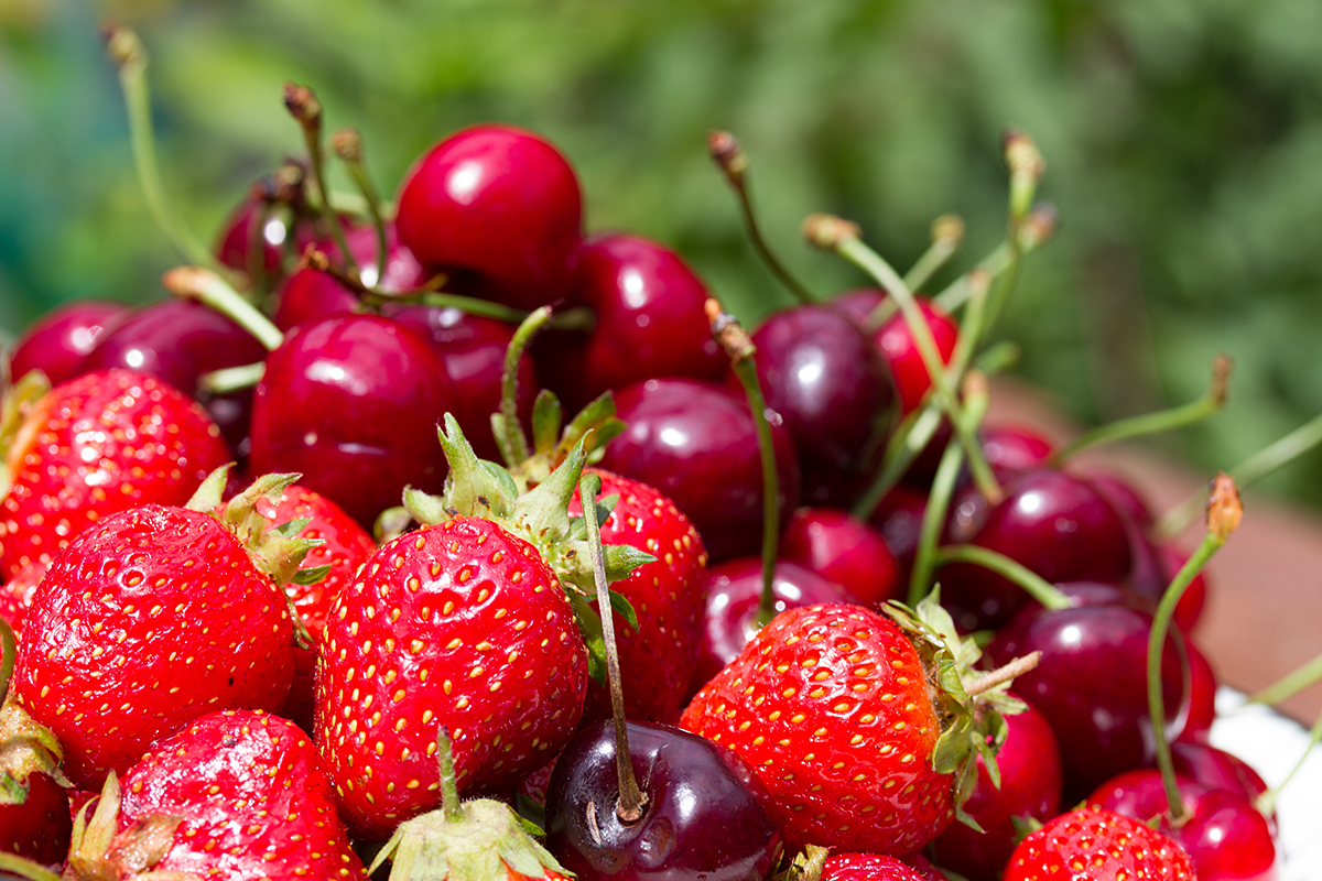 Le Maroc débat des défis et de la croissance du secteur des fruits rouges