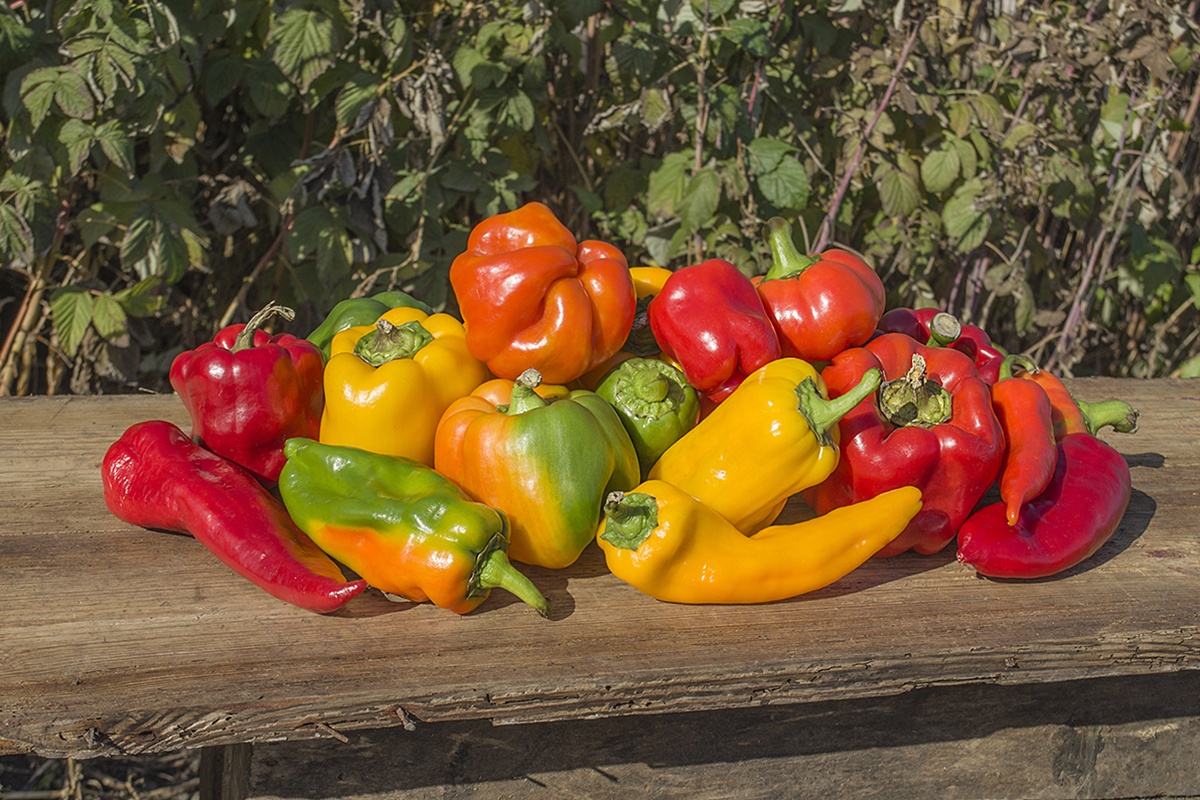 Export Andalusische kasgroenten onder druk door teeltproblemen