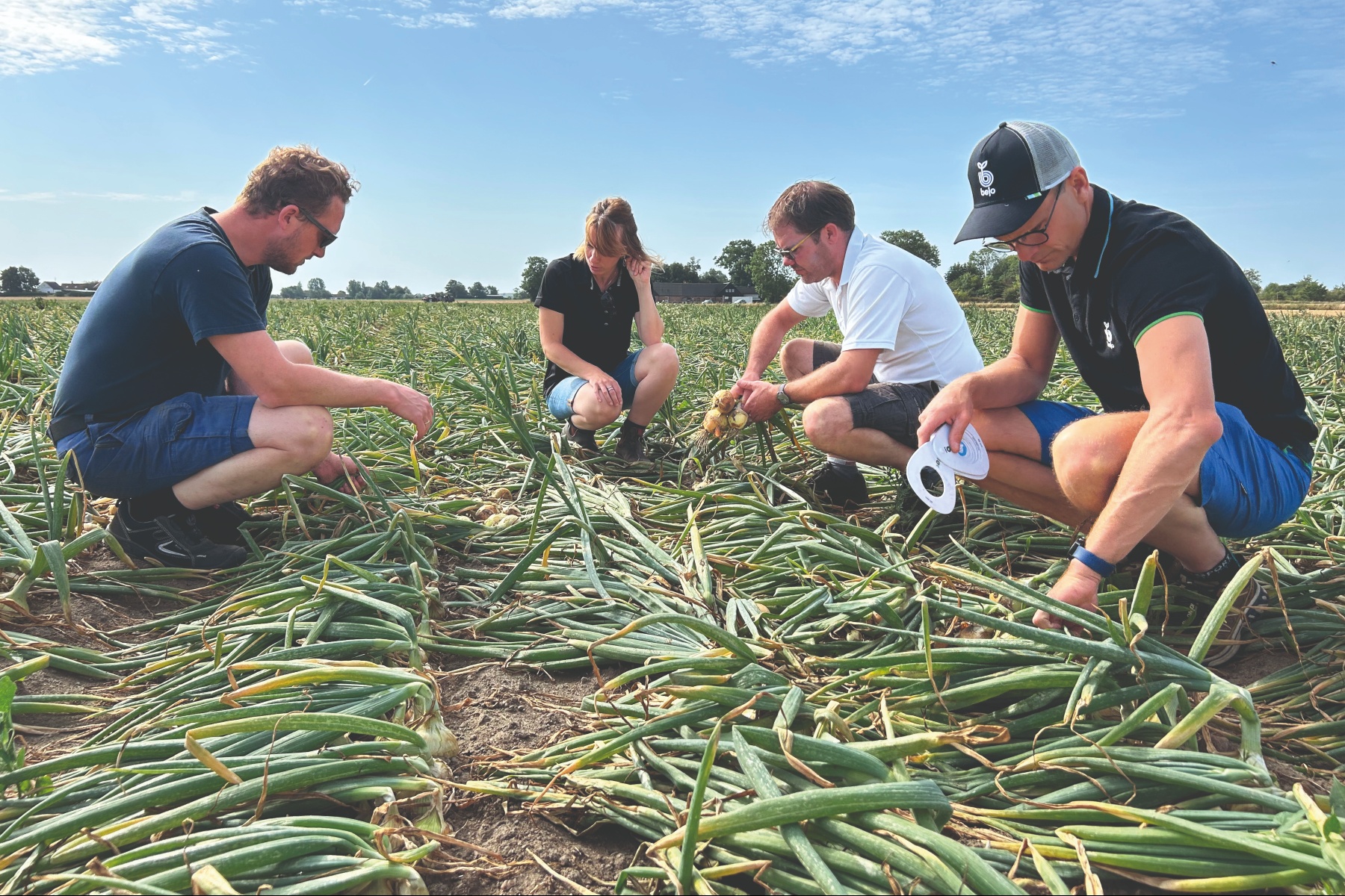 Устойчивые сорта лука для скандинавских условий